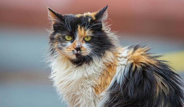 Cuidado y Salud para Gatos