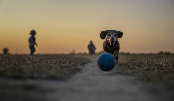Entrenamiento correcto para tu perro