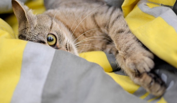 Vacunas y Salud Preventiva: Cuida a Tu Gato Completamente