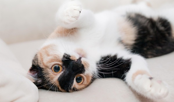 Crea un Espacio Ideal para Tu Gato: Enriquecimiento Ambiental