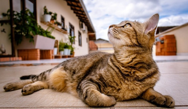 Estimulación Mental y Física para un Gato Feliz