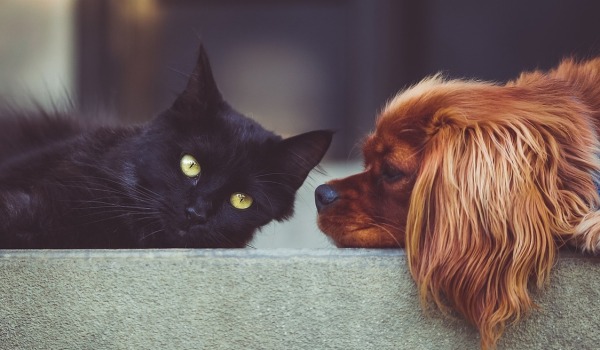 La convivencia entre perros y gatos
