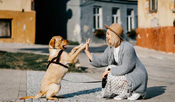 Actitudes de los perros con otras personas