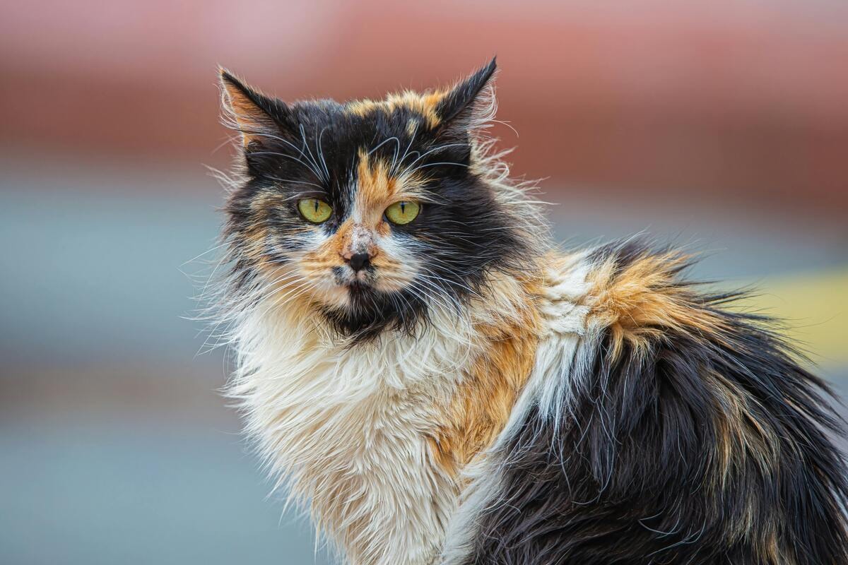 Cuidado y Salud para Gatos