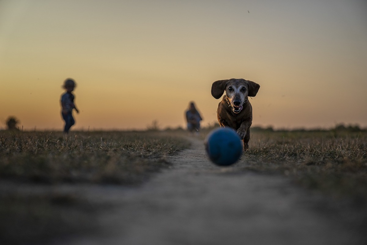 Entrenamiento correcto para tu perro