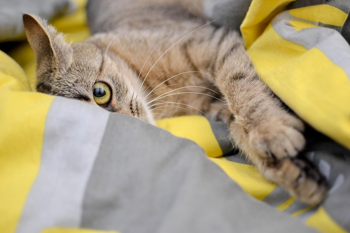 Vacunas y Salud Preventiva: Cuida a Tu Gato Completamente