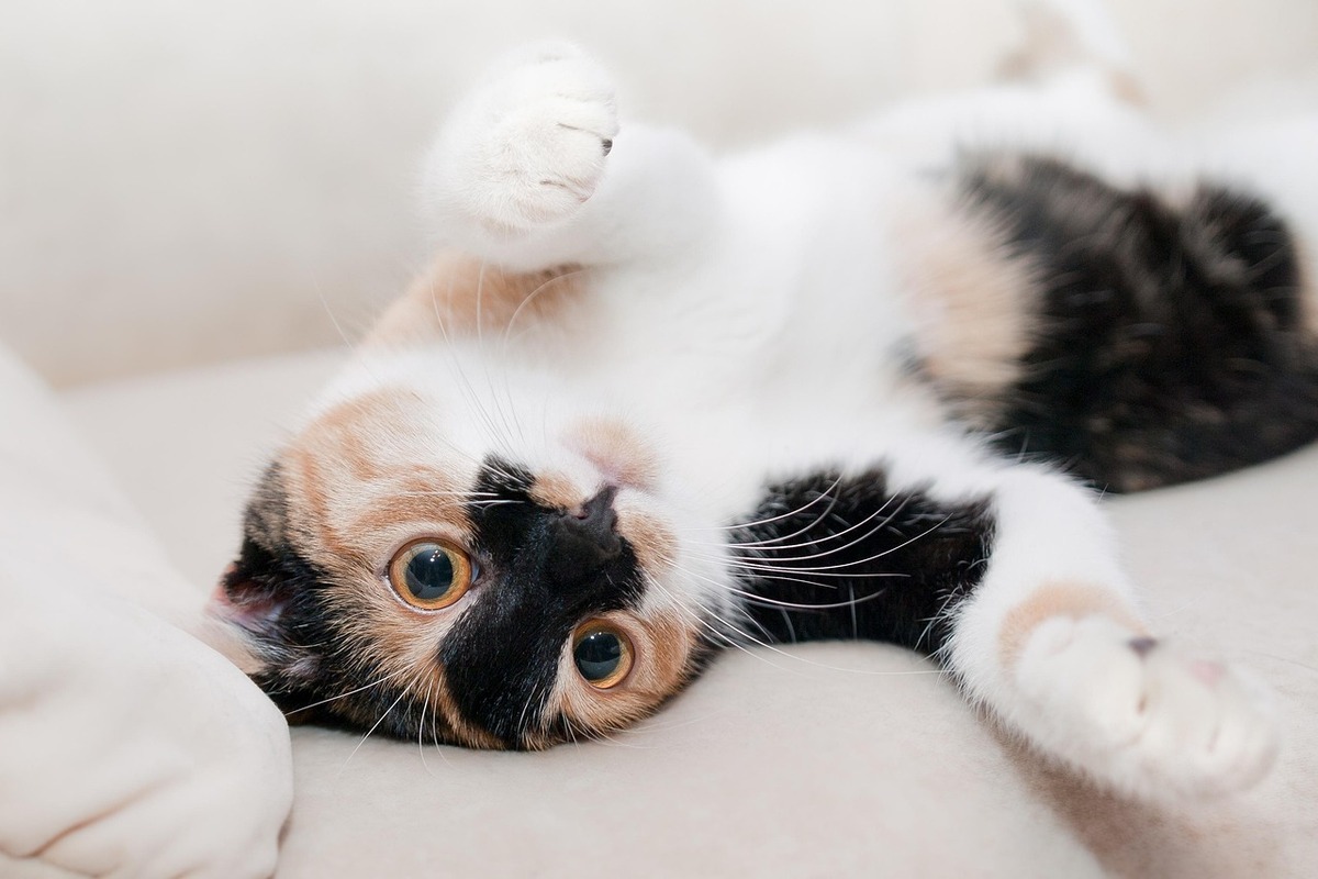 Crea un Espacio Ideal para Tu Gato: Enriquecimiento Ambiental