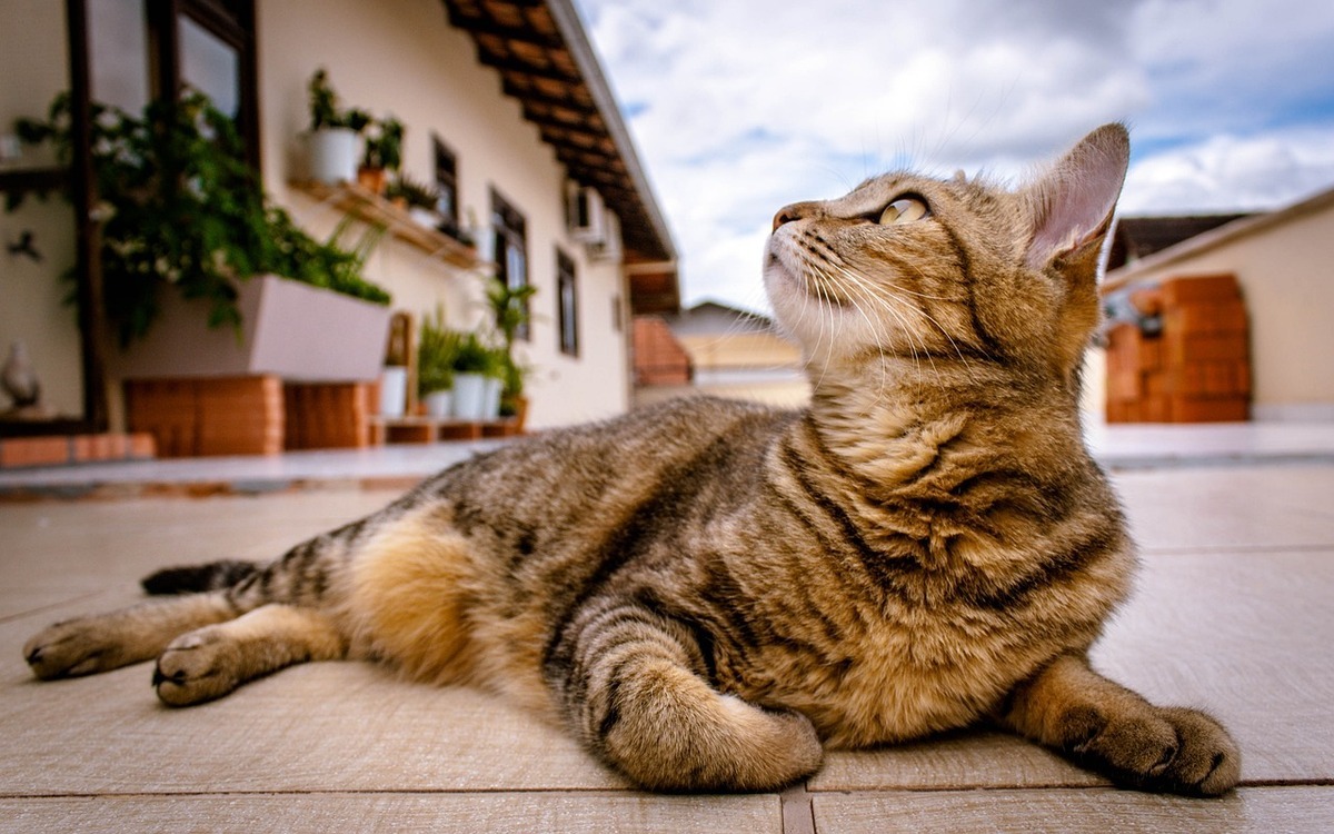 Estimulación Mental y Física para un Gato Feliz