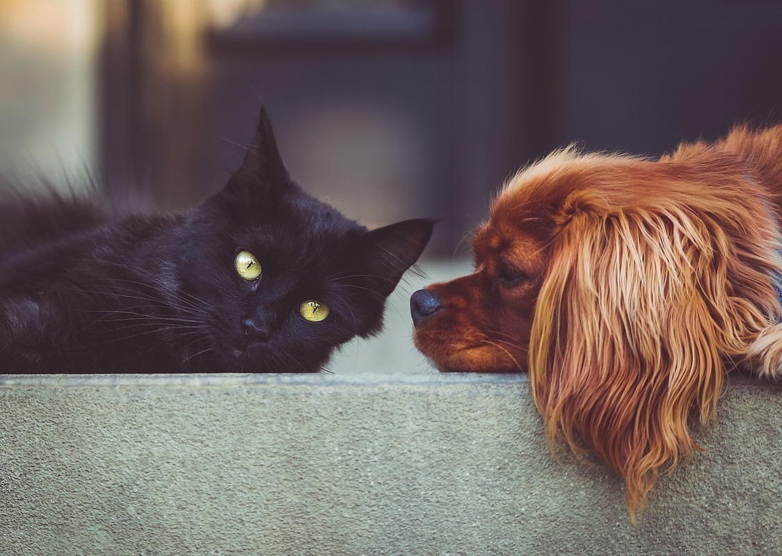 La convivencia entre perros y gatos