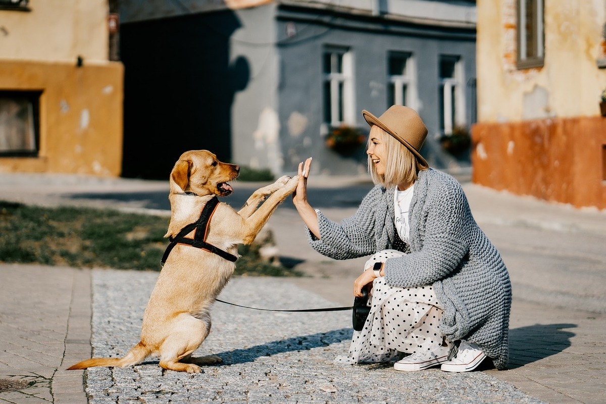 Actitudes de los perros con otras personas